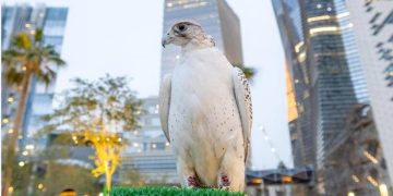 لإبراز التراث الثقافي العريق.. نادي الصقور السعودي يحتفي بـ«يوم التأسيس» بمركز الملك عبدالله المالي بالرياض