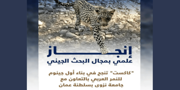 "كاكست" تنجح في بناء أول جينوم للنمر العربي المهدد بالانقراض في المملكة