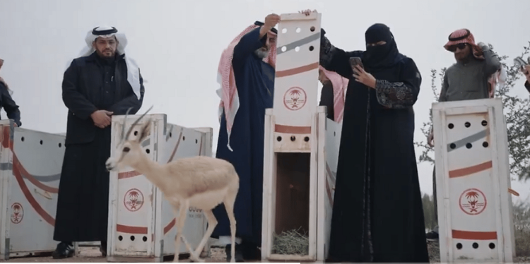 إطلاق 10 من ظباء الريم في متنزه الزلفي الوطني لتعزيز التنوع الأحيائي