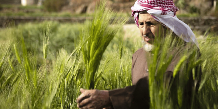 «الإرشاد الزراعي» توضح طريقة التخلص من الديدان القارضة بحقول القمح