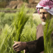 «الإرشاد الزراعي» توضح طريقة التخلص من الديدان القارضة بحقول القمح