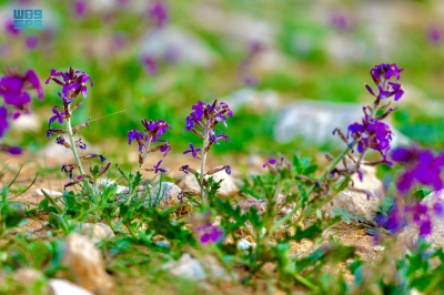 الورود ترسم لوحة جمالية في لينة التاريخية