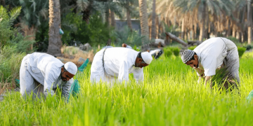 باحثون يبتكرون طريقة لمعالجة «قش الأرز الحساوي» للحصول على منتجات صناعية