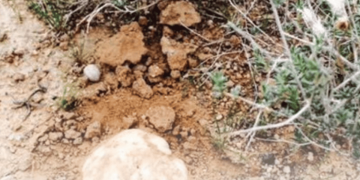 حرس الحدود يهيب بهواة الرحلات البرية الباحثين عن "الفقع" عدم الاقتراب من المناطق الحدودية