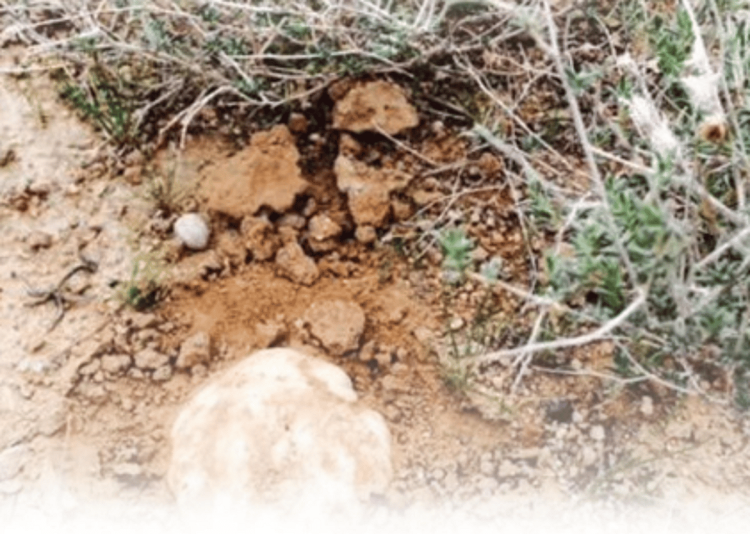 حرس الحدود يهيب بهواة الرحلات البرية الباحثين عن "الفقع" عدم الاقتراب من المناطق الحدودية