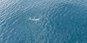 ظهور الدلافين قرب شواطئ "رأس محيسن" بمنطقة مكة المكرمة