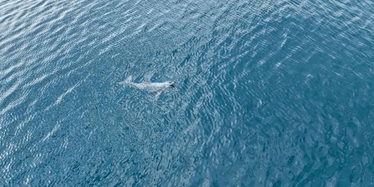 ظهور الدلافين قرب شواطئ "رأس محيسن" بمنطقة مكة المكرمة