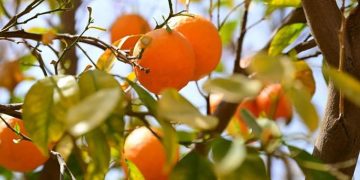 أبرزها التمور.. المحاصيل الزراعية في العُلا.. تنوّع يثري موائد شهر رمضان