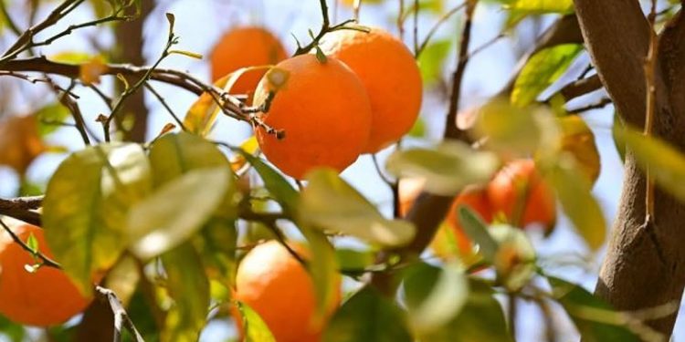 أبرزها التمور.. المحاصيل الزراعية في العُلا.. تنوّع يثري موائد شهر رمضان