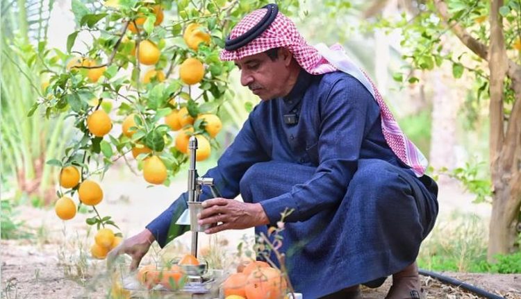مزارع البرتقال في العُلا.. عبق الحصاد يمتد إلى رمضان