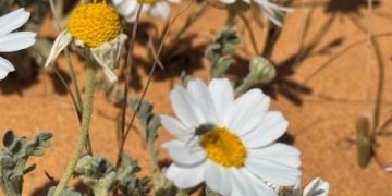 سهول الجوف الرملية تزدان بزهور الأقحوان