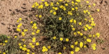 أزهار العرفج تتألق في صحارى الحدود الشمالية