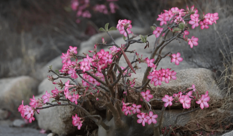 أزهار شجرة "العَدَنَة" تزيّن جبل شدا الأسفل بالباحة