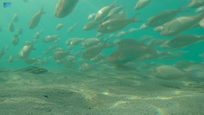 أسراب سمك 'الحريد' تصل جزر فرسان