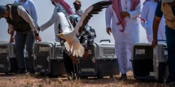 إطلاق 25 كائنًا فطريًا مهدَّدًا بالانقراض في محمية الإمام