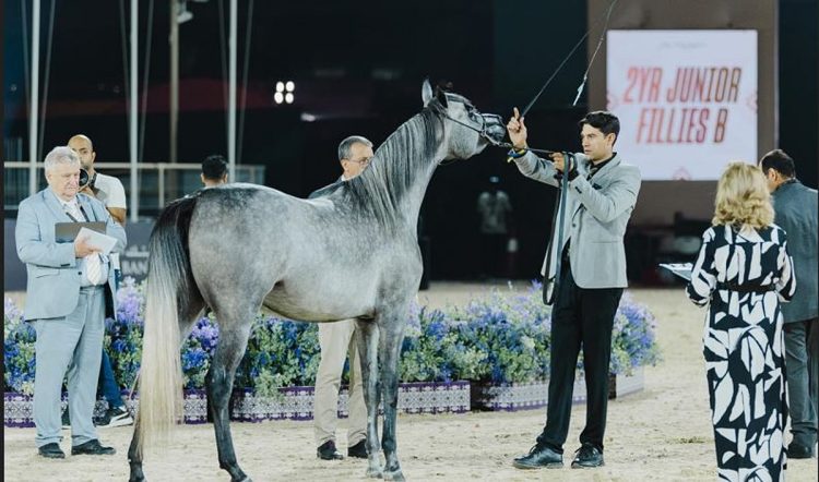 الأربعاء.. انطلاق "جولة الرياض" من جولة الجياد العربية بمشاركة أرقى مرابط الخيل العربية الأصيلة وجوائز مالية تتجاوز الـ 24 مليون يورو