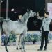 الأربعاء.. انطلاق "جولة الرياض" من جولة الجياد العربية بمشاركة أرقى مرابط الخيل العربية الأصيلة وجوائز مالية تتجاوز الـ 24 مليون يورو