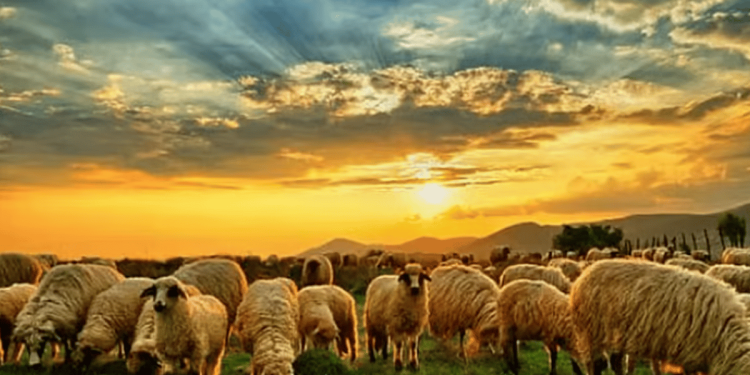 الإرشاد الزراعي يوضح مزايا «الدفع الغذائي» في تربية الأغنام