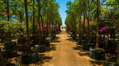 'البحر الأحمر' تحيي التنوع البيولوجي بمشتل 'بوتانيكا'