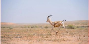 «الحياة الفطرية» تُطلق 25 كائنًا مهددًا بالانقراض في محمية الإمام تركي بن عبدالله الملكية