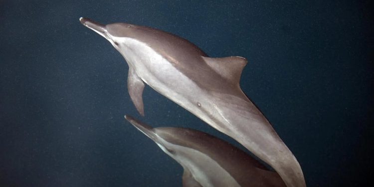 الدلافين تدهش زوار جزر فرسان بقفزاتها