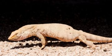 'الورل الصحراوي'.. أيقونة التوازن البيئي