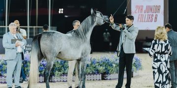 اليوم.. انطلاق "جولة الرياض" من جولة الجياد العربية
