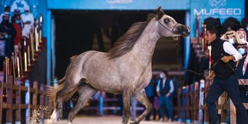 اليوم.. انطلاق بطولة القصيم للخيل العربية الأصيلة