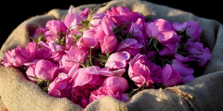 بدء موسم إنتاج "تولة" دهن الورد الطائفي