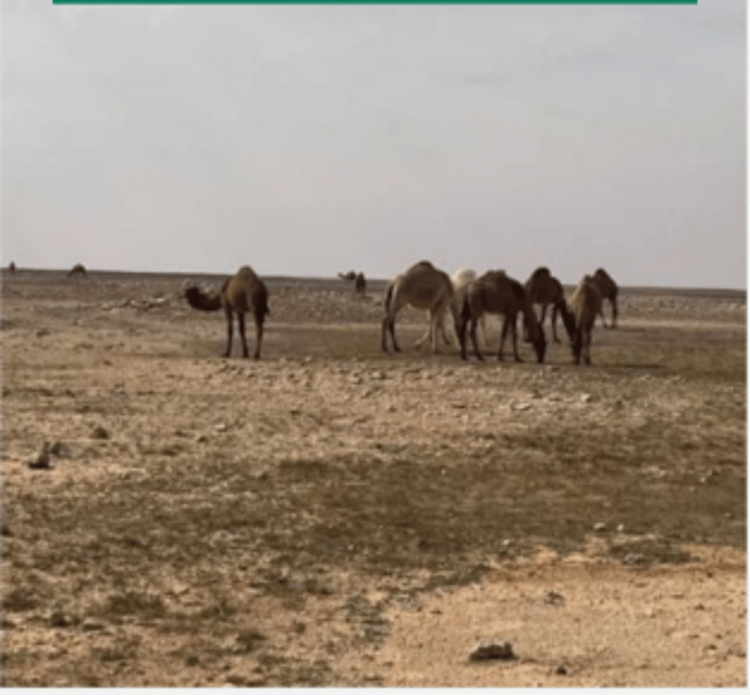 ضبط مواطن لارتكابه مخالفة رعي في محمية الإمام تركي بن عبدالله الملكية