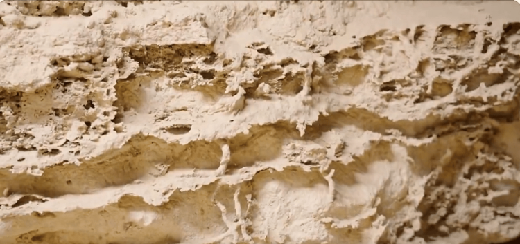 هيئة التراث: المملكة كانت واحة خضراء قبل 8 ملايين سنة