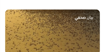 «وقاء»: الخنافس المنتشرة بعدد من المناطق لا تشكل خطرًا على الإنسان والحيوان