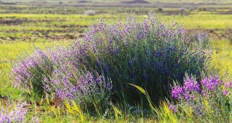 نبات «العيهلان» مؤشر على سلامة الغطاء النباتي المزدهر في محمية الإمام تركي بن عبدالله الملكية