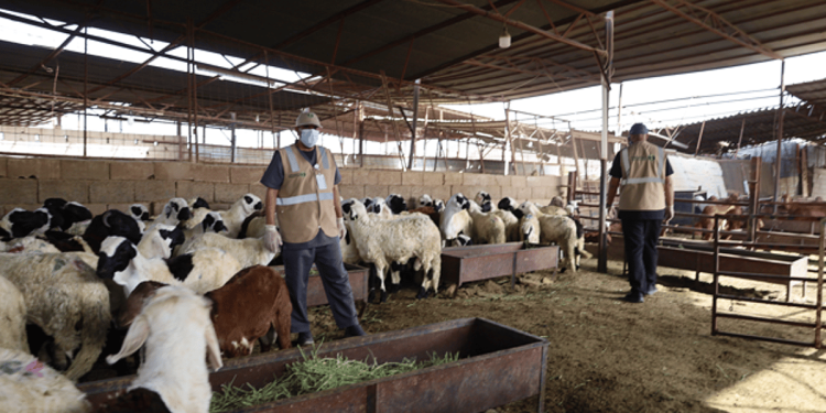 فرع «البيئة» بالمدينة المنورة ينفّذ فرضية للتعامل مع الحالات الوبائية في سوق الانعام