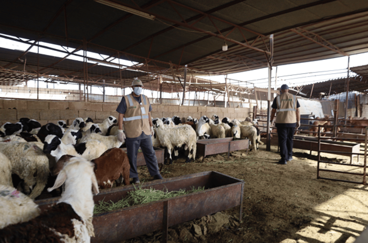 فرع «البيئة» بالمدينة المنورة ينفّذ فرضية للتعامل مع الحالات الوبائية في سوق الانعام