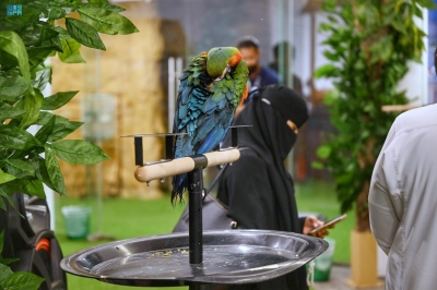 'الطيور والزواحف'.. تجربة تجمع بين الترفيه والمعرفة بسيتي ووك