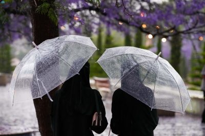 تساقط أزهار 'الجاكرندا' يجذب زوار أبها