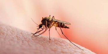 «شلل على جناح بعوضة».. تحذيرات من فايروس خطير يجتاح بريطانيا