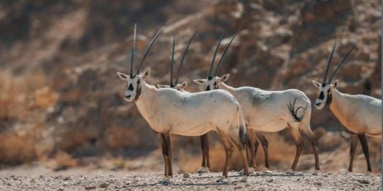 محمية نيوم تحقق نجاحات نوعية في إعادة توطين 6 أنواع من الحيوانات في بيئاتها الأصلية
