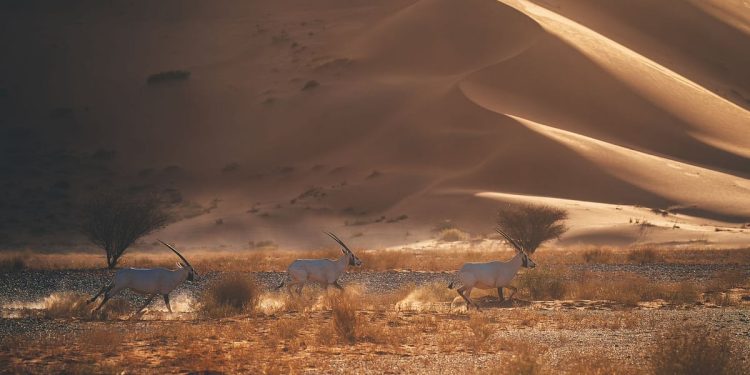 تسجيل محمية عروق بني معارض في القائمة الخضراء للاتحاد الدولي لحماية الطبيعة
