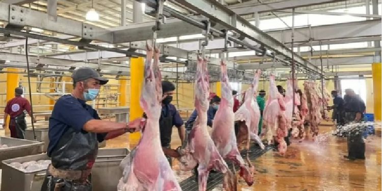 "مسالخ جازان" تستقبل أكثر من 23.300 أضحية خلال أيام عيد الأضحى