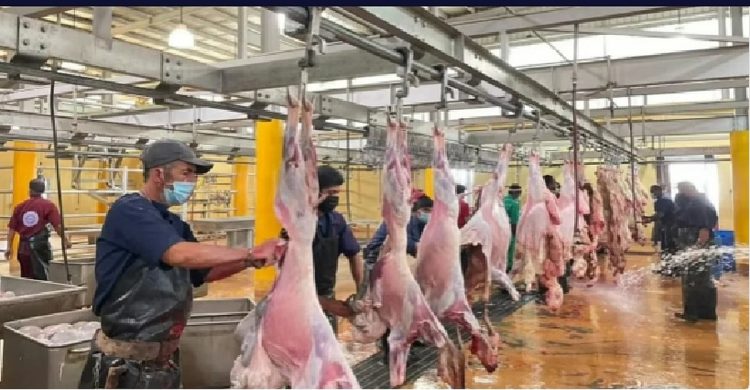"مسالخ جازان" تستقبل أكثر من 23.300 أضحية خلال أيام عيد الأضحى