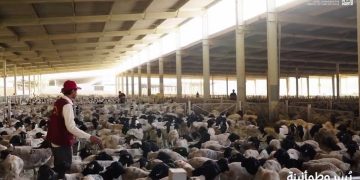 «أضاحي» تبدأ عملياتها التشغيلية في يوم النحر لخدمة حجاج بيت الله الحرام