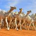 الرياض في الصدارة.. أكثر من 2.2 مليون رأس من الإبل تجسد أهمية الموروث الوطني وتعزيز الأمن الغذائي