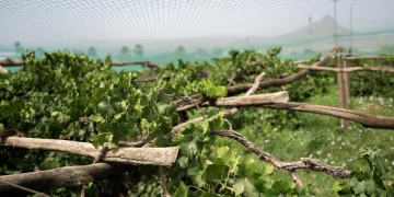 بساتين العنب بنجران ترفد الأسواق بوفرة محصولها وجودته العالية