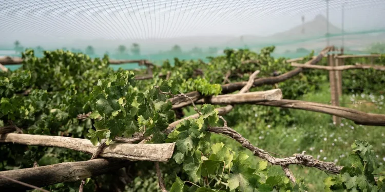 بساتين العنب بنجران ترفد الأسواق بوفرة محصولها وجودته العالية