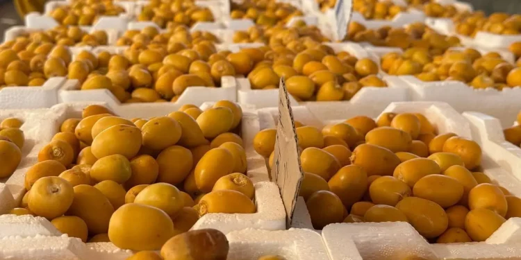 بواكير تمور المدينة المنورة تُنعش أسواق المملكة بأكثر من 58 صنفًا مع انطلاق موسم الحصاد