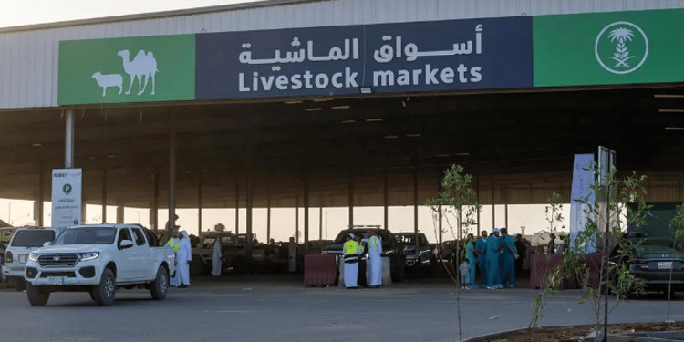 سوق المواشي بتبوك يشهد إقبالاً مع قرب عيد الأضحى