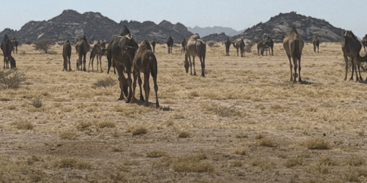 ضبط مخالفة رعي في مرعى الصهوة بالمدينة المنورة