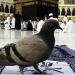 ما أسباب اختلاف حمام الحرم عن بقية أنواع الطيور؟.. باحث يجيب